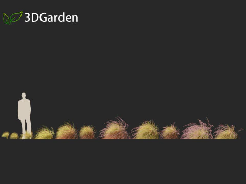 Anemanthele lessoniana - New zealand wind grass 02 3D Model