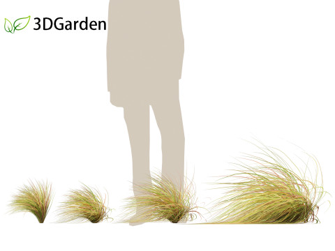 Anemanthele lessoniana - New zealand wind grass 02 3D Model