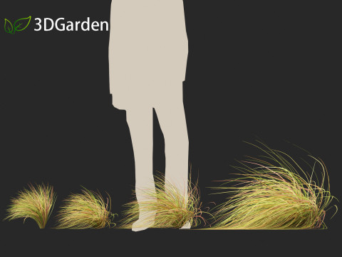 Anemanthele lessoniana - New zealand wind grass 02 3D Model