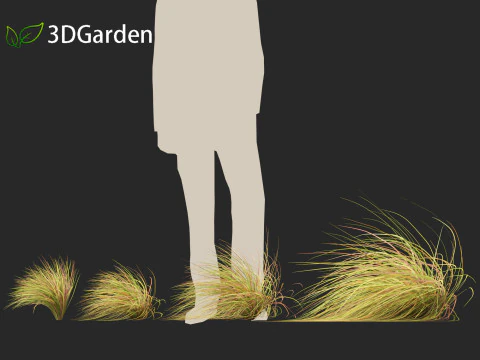 Anemanthele lessoniana - New zealand wind grass 02 3D Model