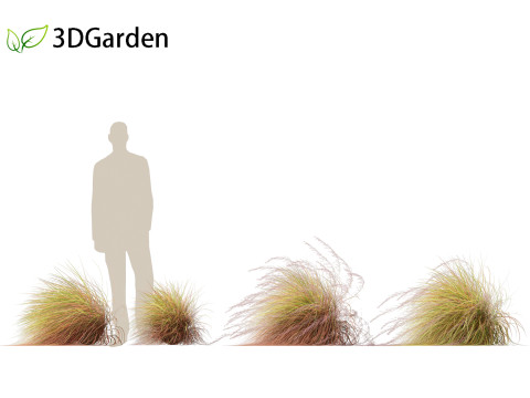 Anemanthele lessoniana - New zealand wind grass 02 3D Model