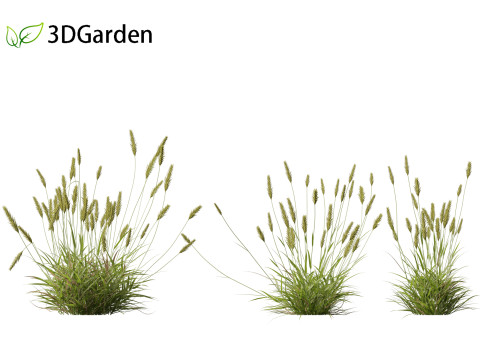 Anthoxanthum odoratum - Sweet vernal grass 3D Model