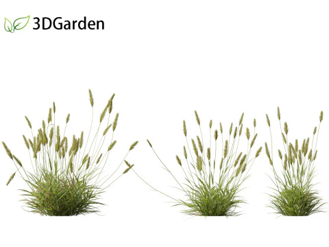 Anthoxanthum odoratum - Sweet vernal grass 3D Model