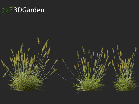 Anthoxanthum odoratum - Sweet vernal grass 3D Model