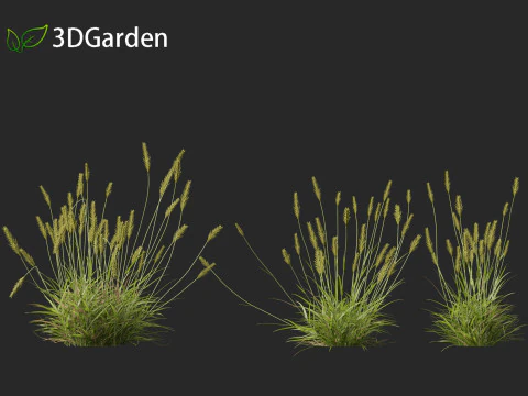 Anthoxanthum odoratum - Sweet vernal grass 3D Model
