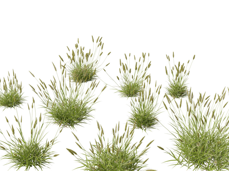 Anthoxanthum odoratum - Sweet vernal grass 3D Model .c4d .max .obj .3ds .fbx .stl .blend 