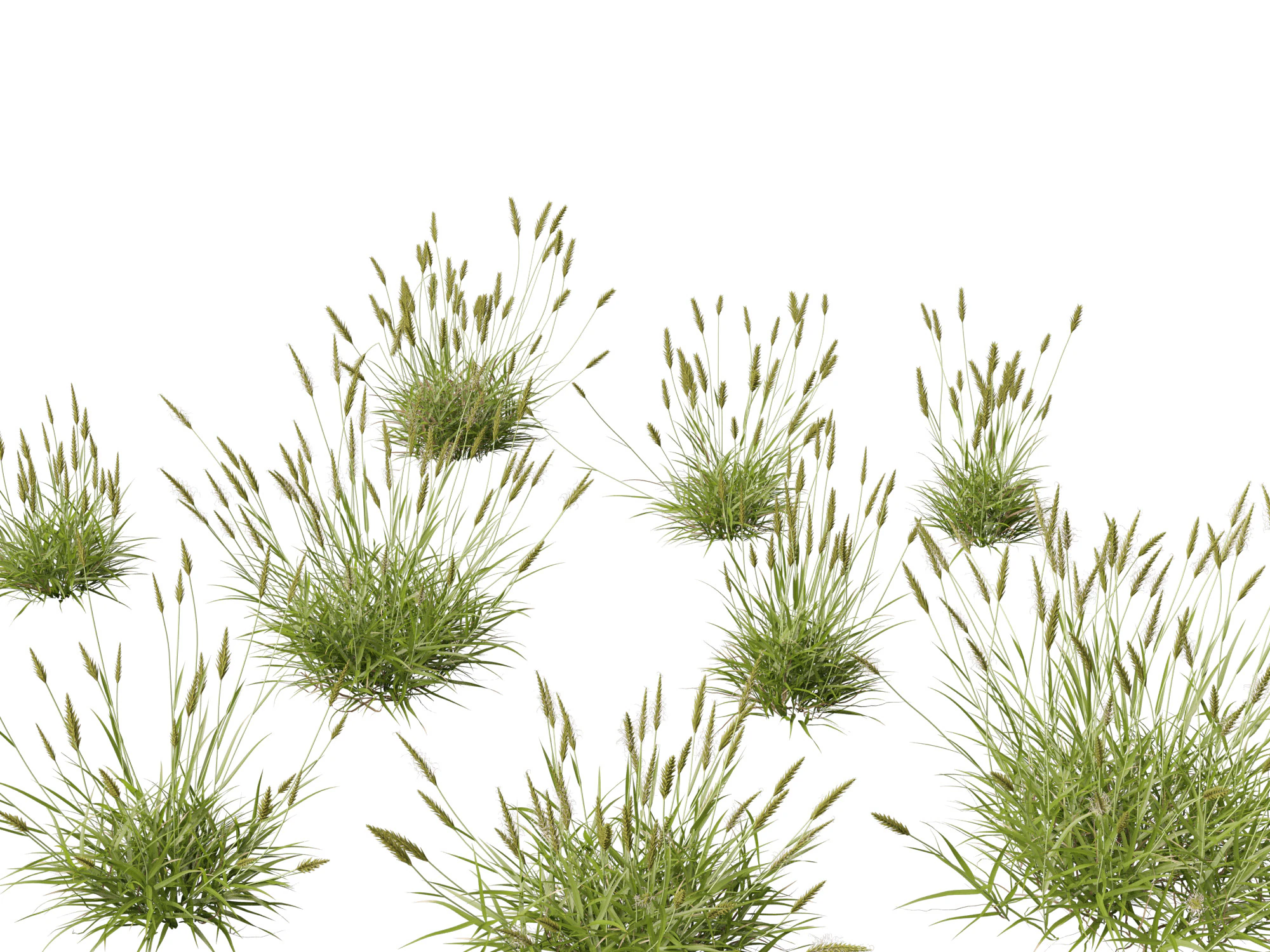 Anthoxanthum odoratum - Sweet vernal grass 3D Model .c4d .max .obj .3ds .fbx .stl .blend 
