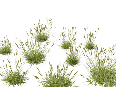 Anthoxanthum odoratum - Sweet vernal grass 3D Model
