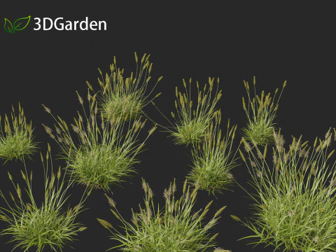 Anthoxanthum odoratum - Sweet vernal grass 3D Model