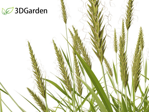 Anthoxanthum odoratum - Sweet vernal grass 3D Model