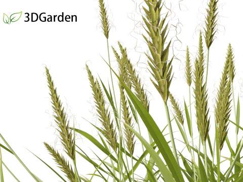 Anthoxanthum odoratum - Sweet vernal grass 3D Model
