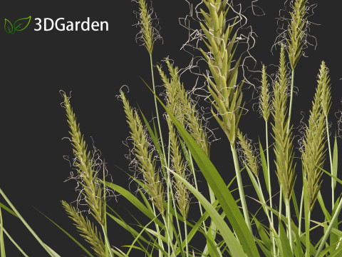 Anthoxanthum odoratum - Sweet vernal grass 3D Model
