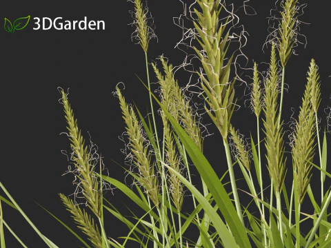 Anthoxanthum odoratum - Sweet vernal grass 3D Model