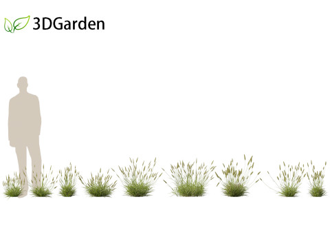 Anthoxanthum odoratum - Sweet vernal grass 3D Model