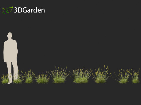 Anthoxanthum odoratum - Sweet vernal grass 3D Model