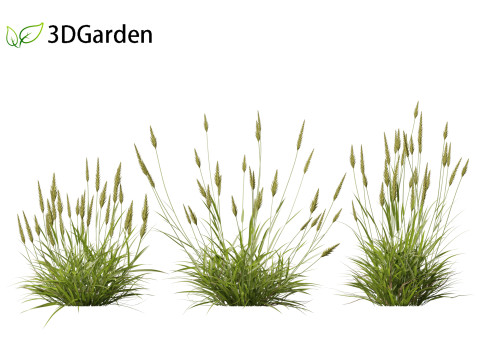 Anthoxanthum odoratum - Sweet vernal grass 3D Model