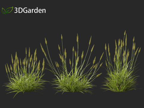 Anthoxanthum odoratum - Sweet vernal grass 3D Model