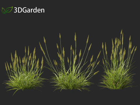 Anthoxanthum odoratum - Sweet vernal grass 3D Model