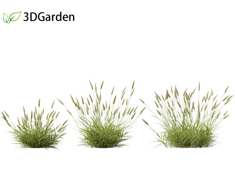 Anthoxanthum odoratum - Sweet vernal grass 3D Model