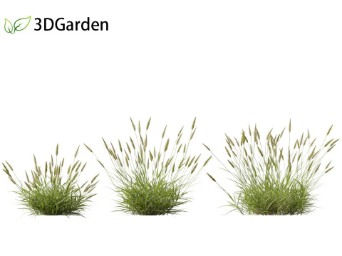 Anthoxanthum odoratum - Sweet vernal grass 3D Model