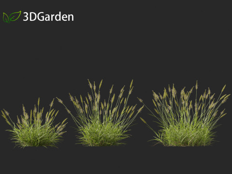 Anthoxanthum odoratum - Sweet vernal grass 3D Model