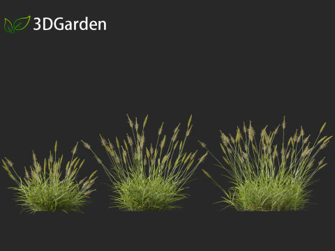 Anthoxanthum odoratum - Sweet vernal grass 3D Model