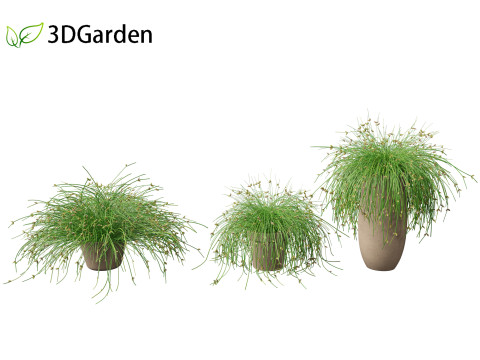 Isolepis cernua - Slender Club-rush 3D Model