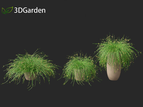 Isolepis cernua - Slender Club-rush 3D Model