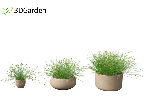 Isolepis cernua - Slender Club-rush 3D Model