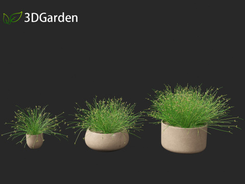 Isolepis cernua - Slender Club-rush 3D Model