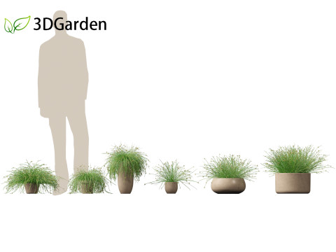 Isolepis cernua - Slender Club-rush 3D Model