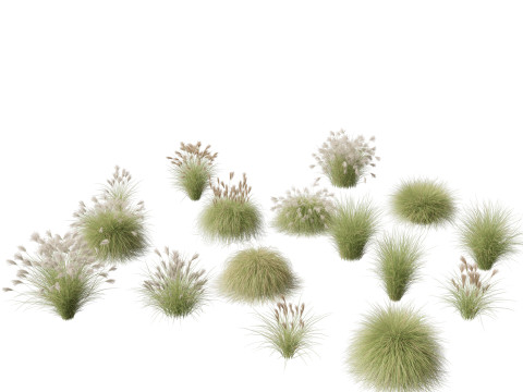 Miscanthus sinensis Gracillimus - Chinese silver grass 01 3D Model