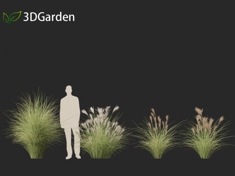 Miscanthus sinensis Gracillimus - Chinese silver grass 01 3D Model