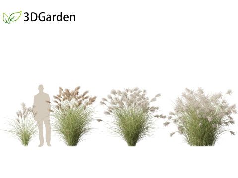 Miscanthus sinensis Gracillimus - Chinese silver grass 01 3D Model