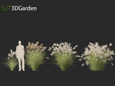 Miscanthus sinensis Gracillimus - Chinese silver grass 01 3D Model