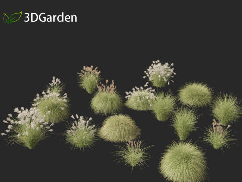Miscanthus sinensis Gracillimus - Chinese silver grass 01 3D Model