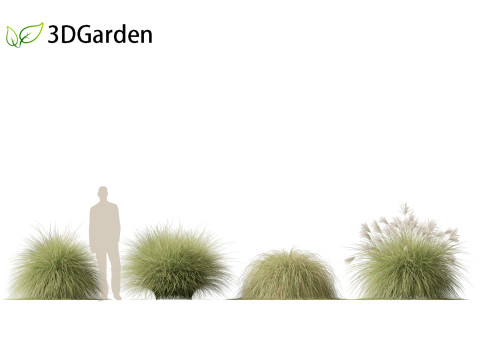 Miscanthus sinensis Gracillimus - Chinese silver grass 01 3D Model