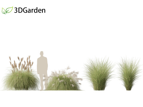 Miscanthus sinensis Gracillimus - Chinese silver grass 01 3D Model