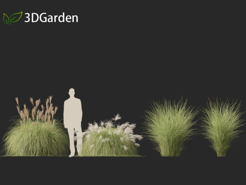 Miscanthus sinensis Gracillimus - Chinese silver grass 01 3D Model