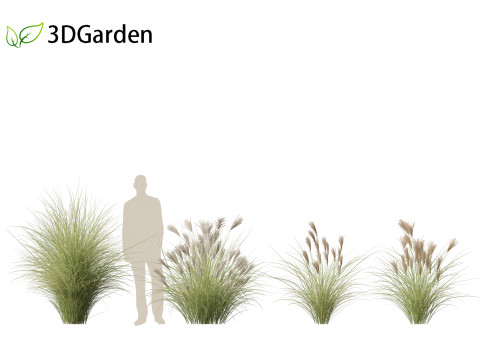 Miscanthus sinensis Gracillimus - Chinese silver grass 01 3D Model