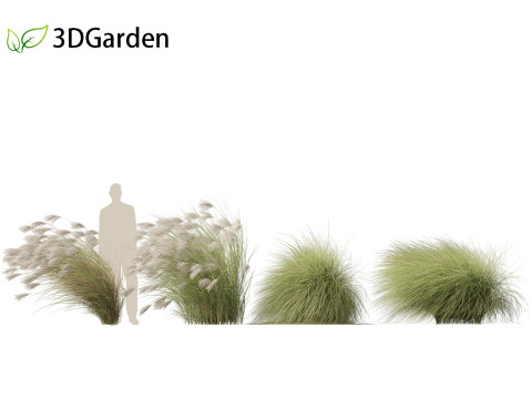Miscanthus sinensis Gracillimus - Chinese silver grass 02 Modelo 3D