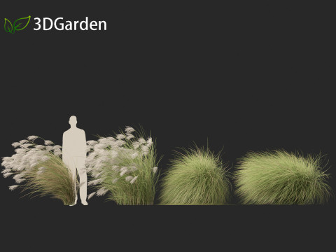 Miscanthus sinensis Gracillimus - Chinese silver grass 02 Modelo 3D