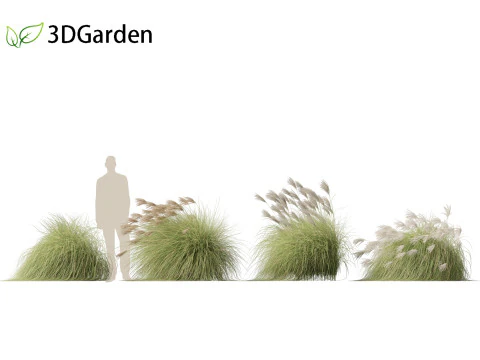 Miscanthus sinensis Gracillimus - Chinese silver grass 02 3D Model