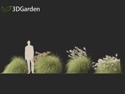 Miscanthus sinensis Gracillimus - Chinese silver grass 02 Modelo 3D