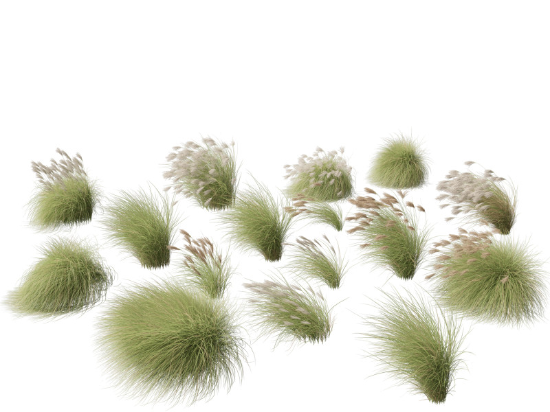 Miscanthus sinensis Gracillimus - Chinese silver grass 02 Modelo 3D .c4d .max .obj .3ds .fbx .stl .blend 