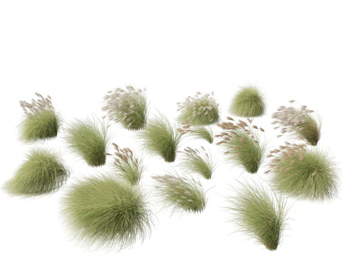 Miscanthus sinensis Gracillimus - trawa chińska srebrzysta 02 Model 3D
