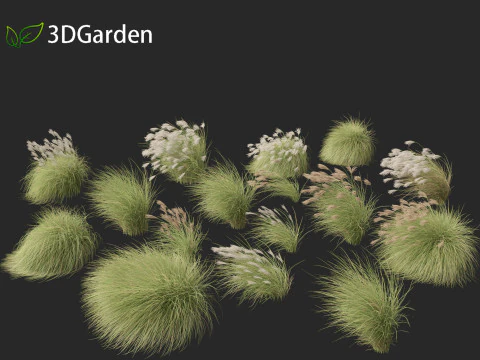 Miscanthus sinensis Gracillimus - Chinese silver grass 02 3D Model