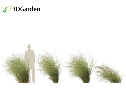 Miscanthus sinensis Gracillimus - Chinese silver grass 02 Modelo 3D