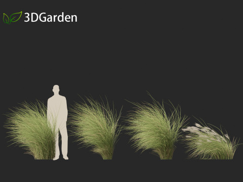 Miscanthus sinensis Gracillimus - Chinese silver grass 02 Modelo 3D