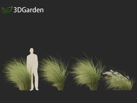 Miscanthus sinensis Gracillimus - Chinese silver grass 02 3D Model